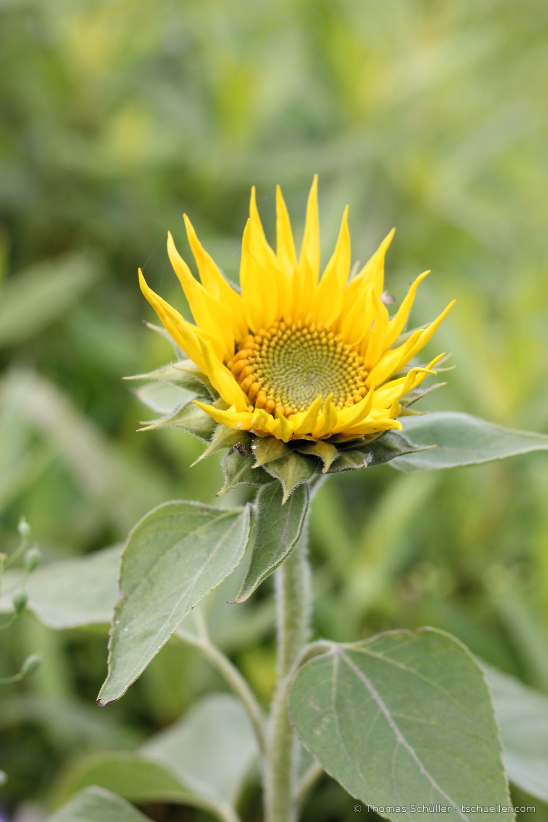 Junge Sonnenblume mit noch geschlossener Mitte